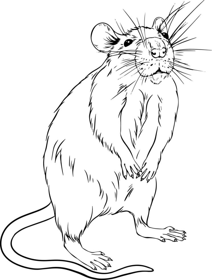 Rat. Black and white drawing vector. For colouring books of your books. vector