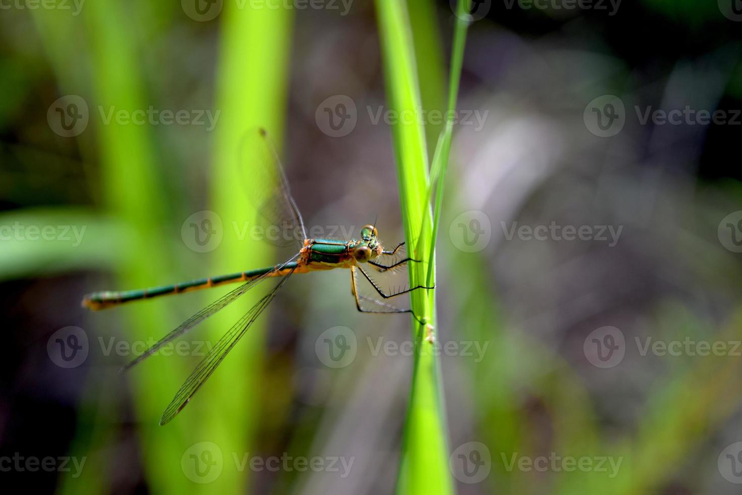 Dragonfly on the grass. Summertime. photo