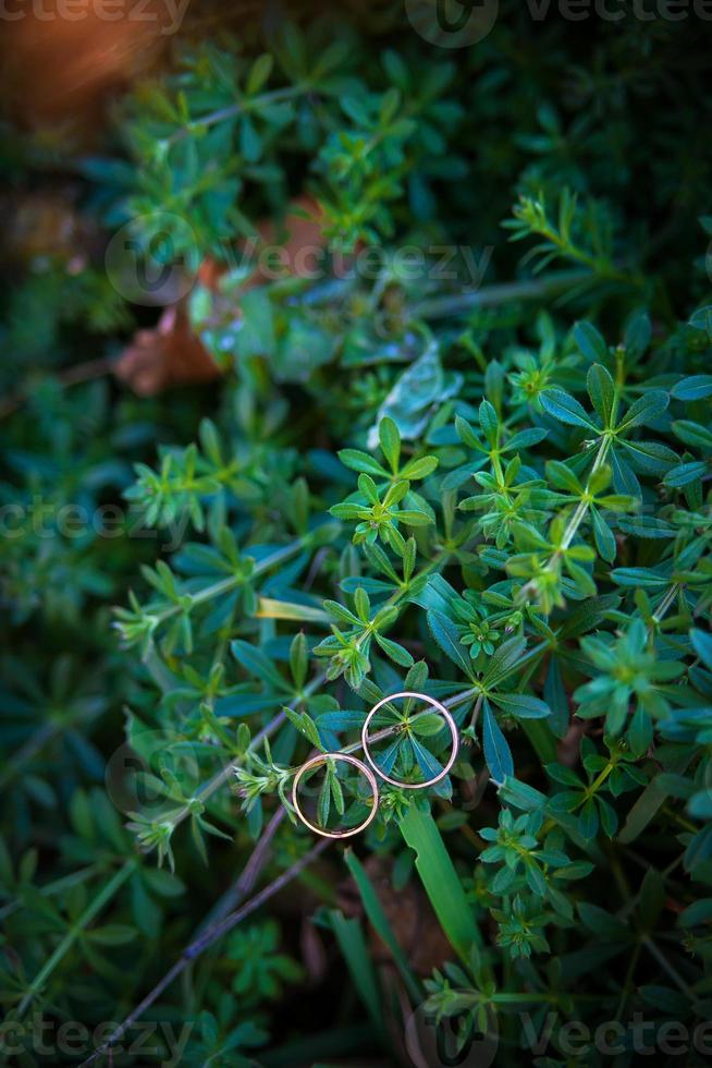 Green plant and wedding rings photo