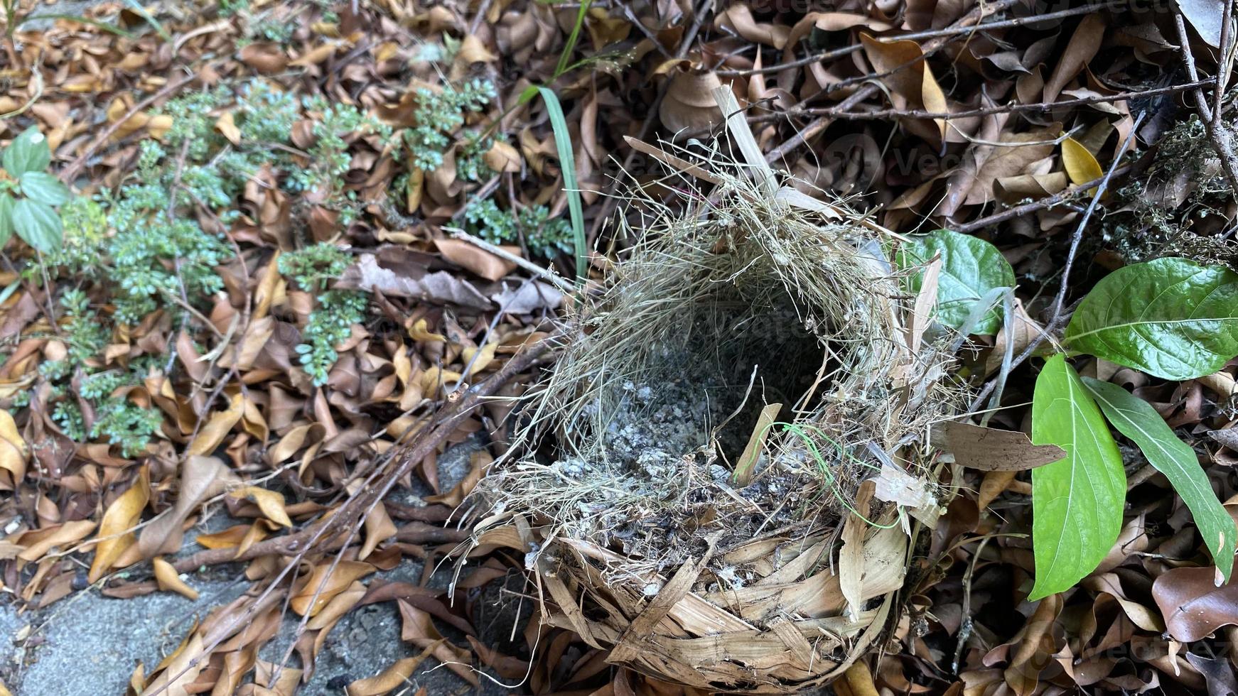 Fallen empty bird nest. abandoned Empty Bird nest fall on pile of dry leaves photo