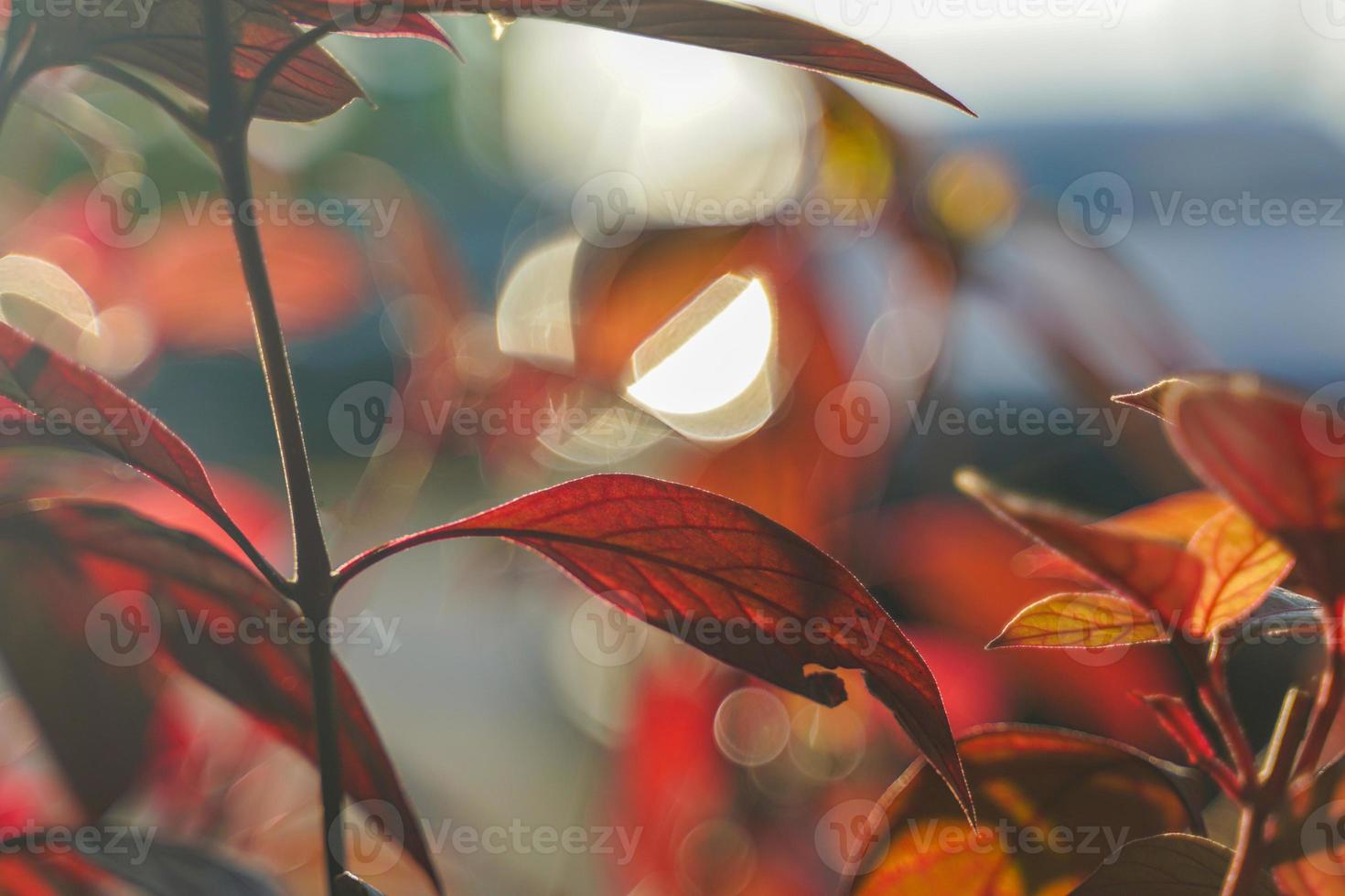 Bokeh de fondo abstracto de hojas rojas. concepto bokeh y bokeh de fondo de la naturaleza, enfoque suave y selectivo. foto