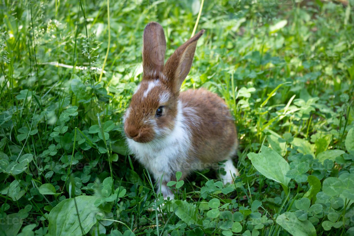 A red rabbit is sitting on a green clover lawn. The concept of Easter, New Year, animal husbandry photo