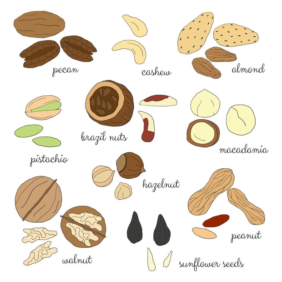 Set of hand drawn nuts. vector