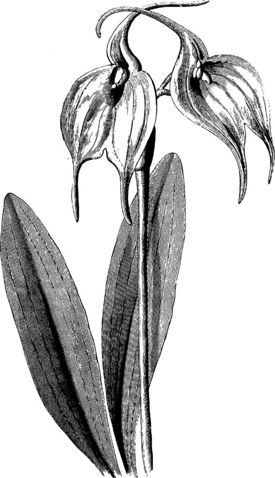 Leaves and Flowers of Masdevallia Tovarensis vintage illustration. vector