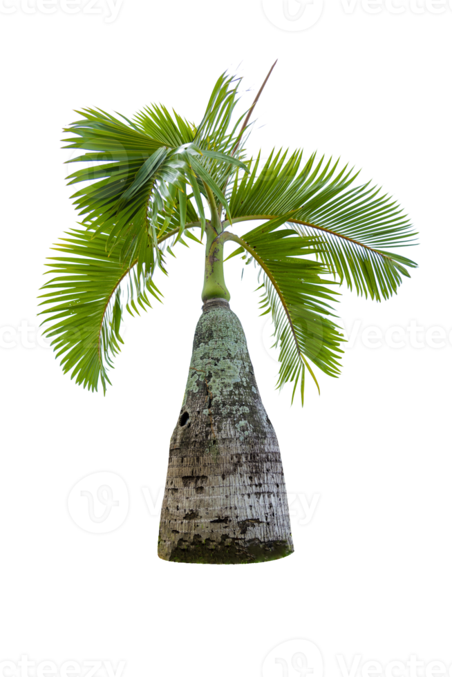 Baum isoliert auf png-Hintergrund, Sammlung von Bäumen kann dargestellt werden. png