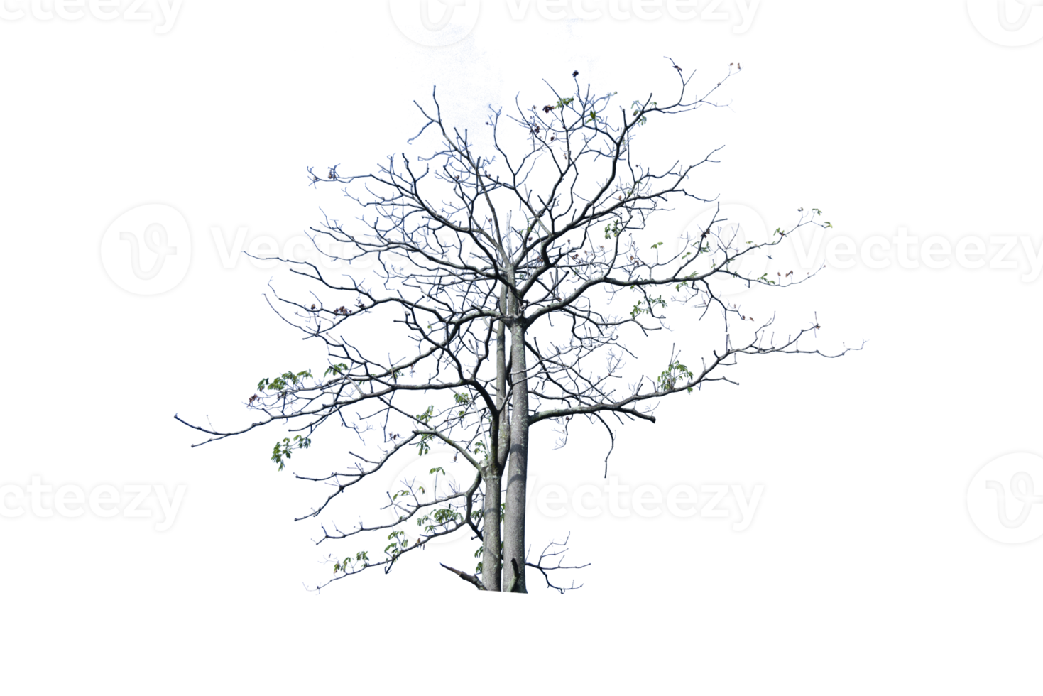 boom geïsoleerd Aan PNG achtergrond, verzameling van bomen kan worden geïllustreerd.