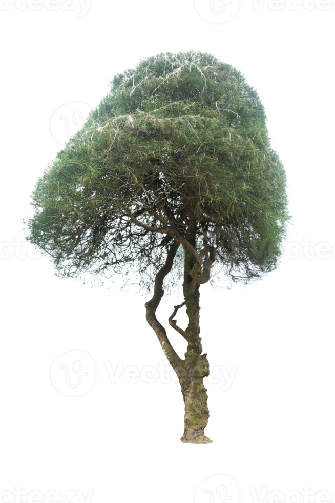 albero isolato su png sfondo, collezione di alberi può essere illustrato.