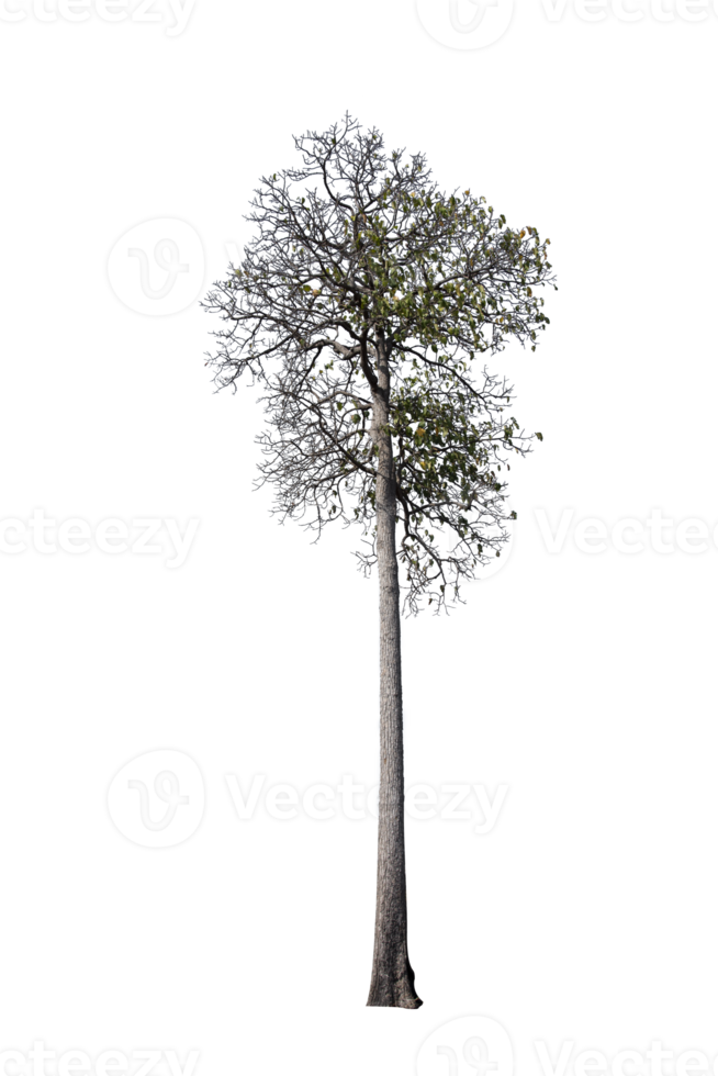 albero isolato su png sfondo, collezione di alberi può essere illustrato.