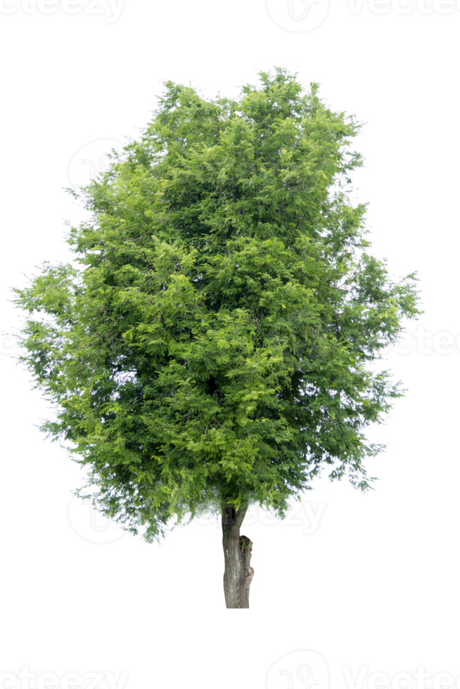 albero isolato su png sfondo, collezione di alberi può essere illustrato.