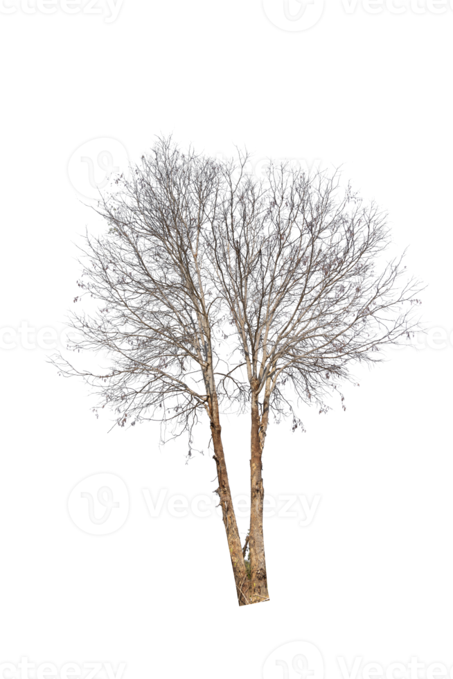 träd isolerat på png bakgrund, samling av träd kan vara illustrerad.