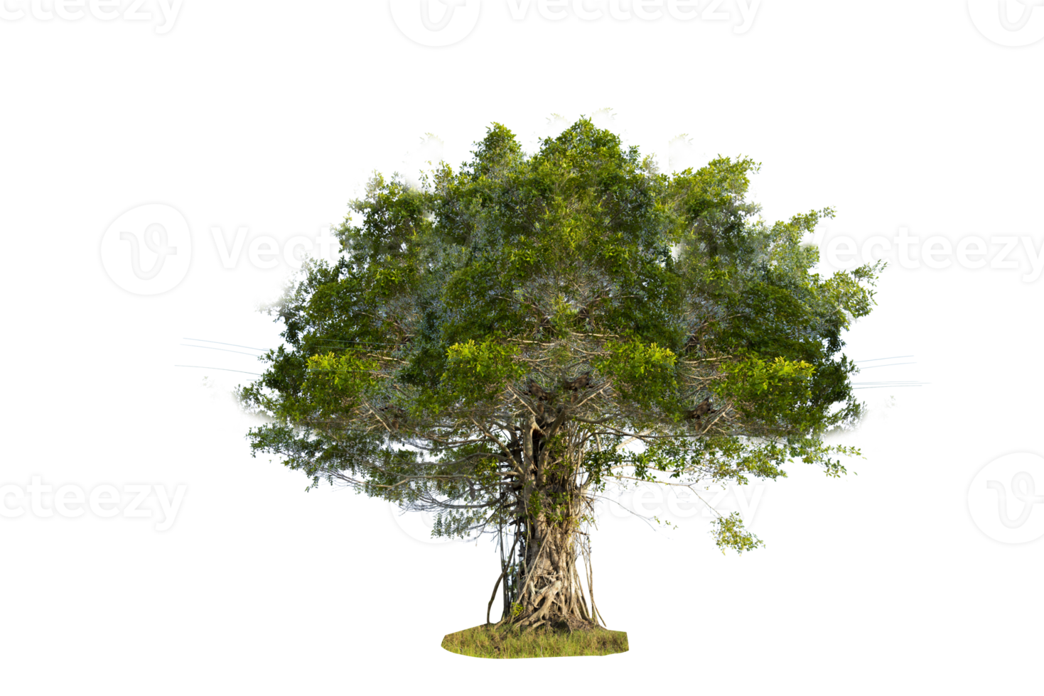 árbol aislado sobre fondo png, se puede ilustrar una colección de árboles. png