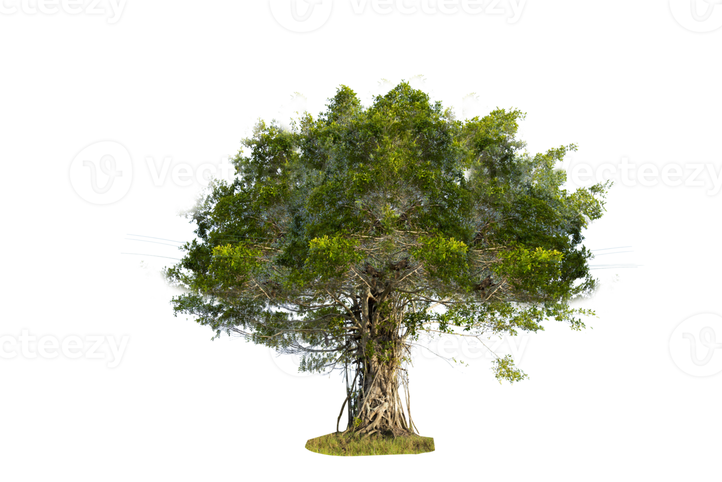 Tree isolated on PNG background, collection of trees can be illustrated.