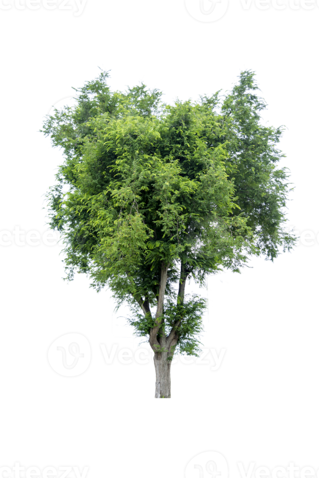 Tree isolated on PNG background, collection of trees can be illustrated.