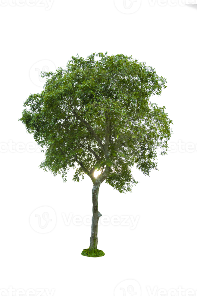 arbre isolé sur fond png, la collection d'arbres peut être illustrée. png