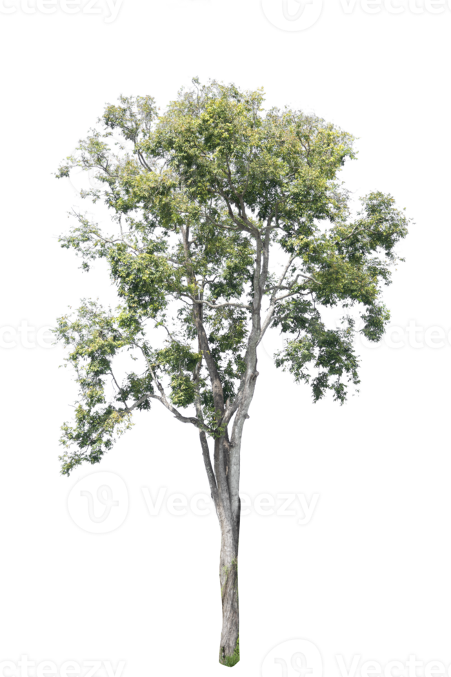 albero isolato su png sfondo, collezione di alberi può essere illustrato.