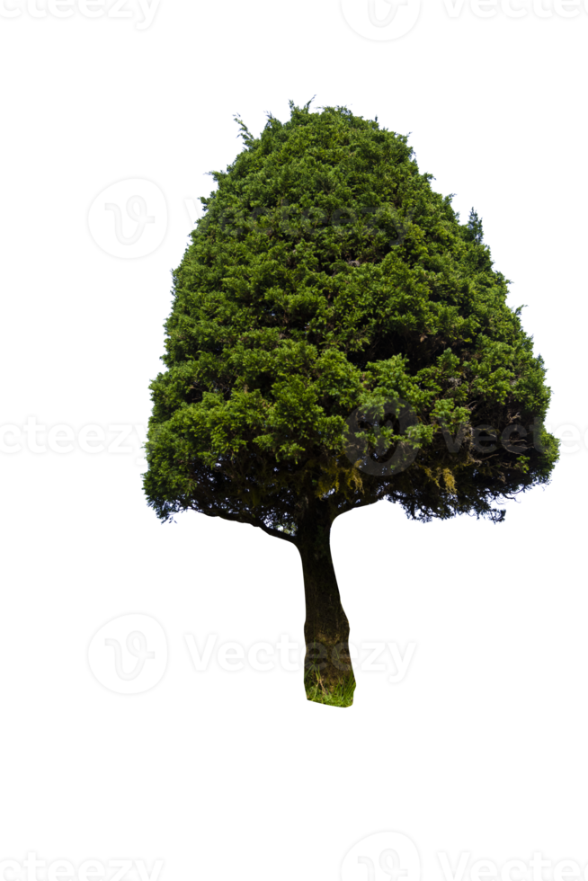 albero isolato su png sfondo, collezione di alberi può essere illustrato.