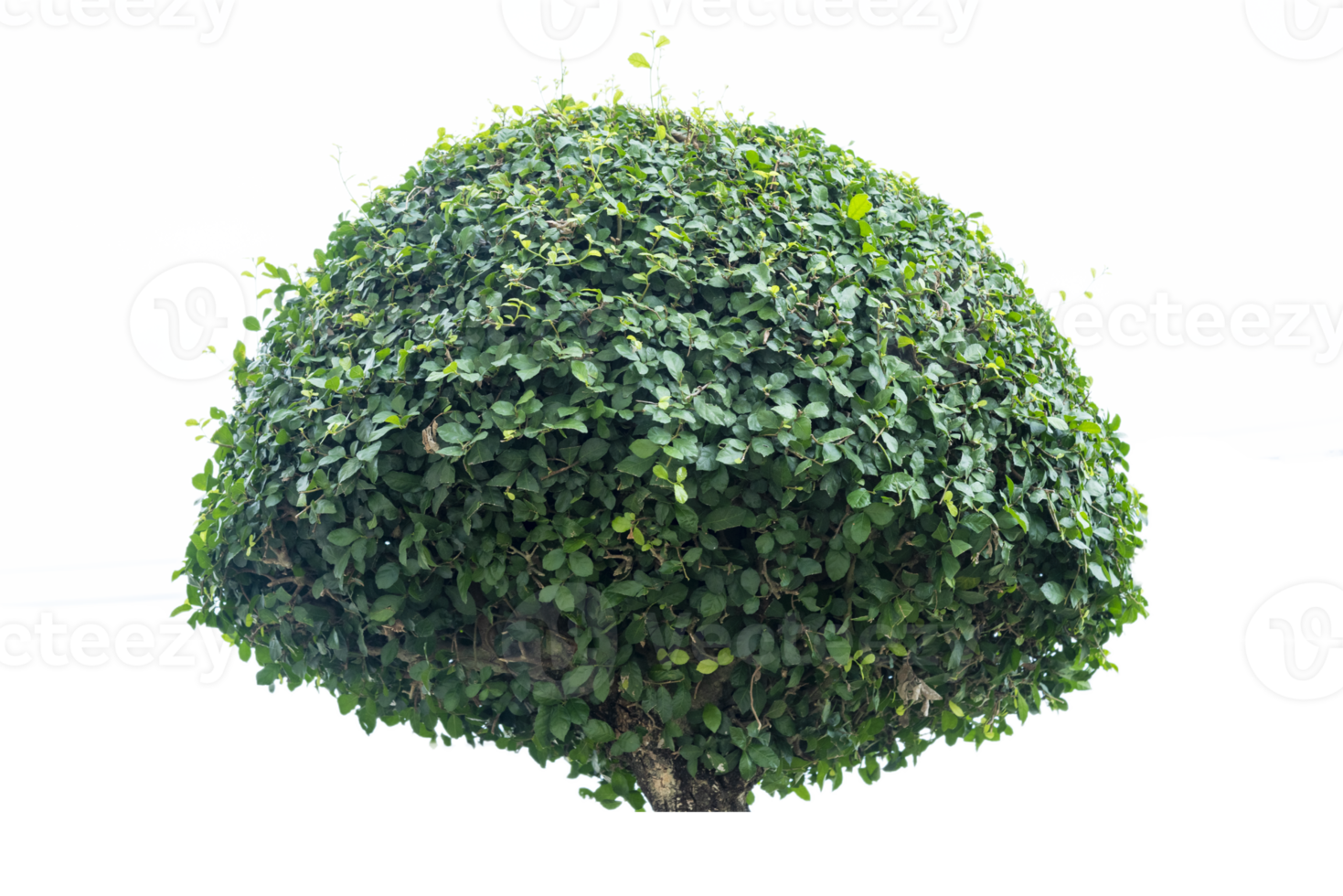 Tree isolated on PNG background, collection of trees can be illustrated.