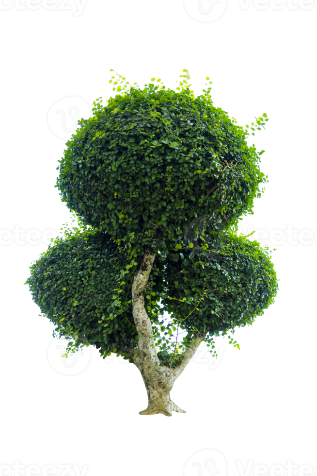 Tree isolated on PNG background, collection of trees can be illustrated.