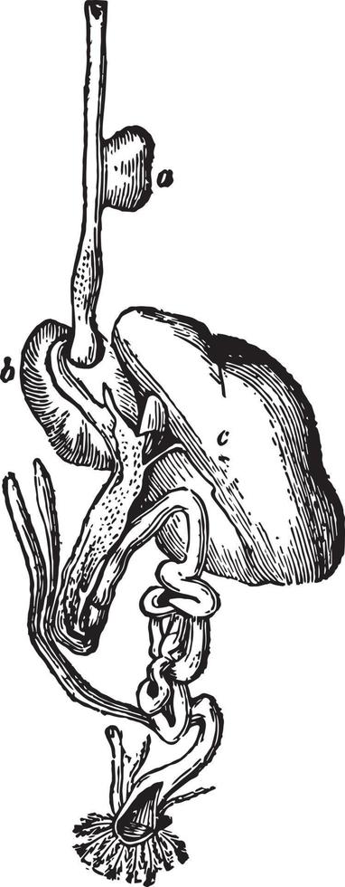 cultivo y órganos digestivos, ilustración vintage. vector