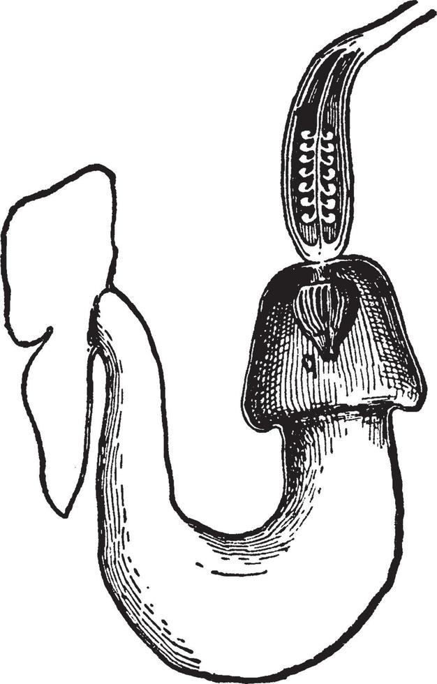 Aristolochia Macrophylla vintage illustration. vector