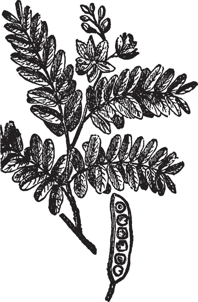 Tamarind vintage illustration. vector