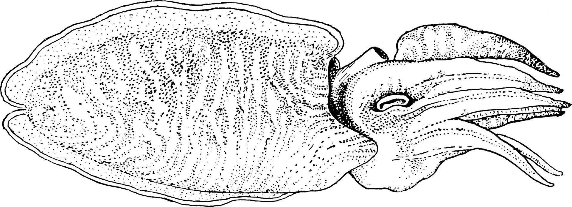 The side view of Sepia officinalis Cuttlefish, vintage illustration. vector