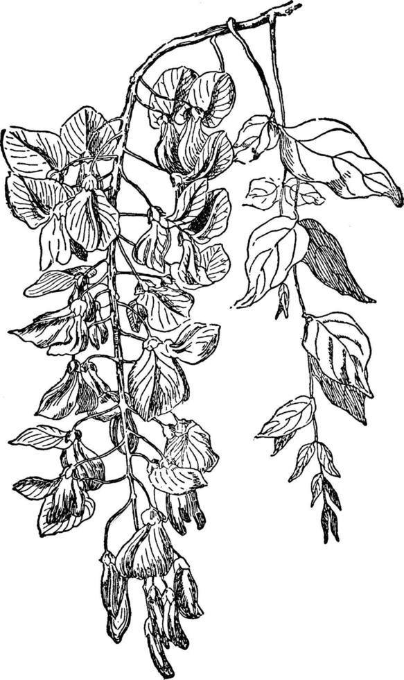 Wisteria Sinensis vintage illustration. vector