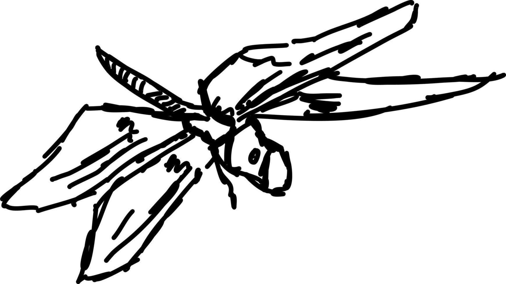 Dragonfly sketch, illustration, vector on white background.