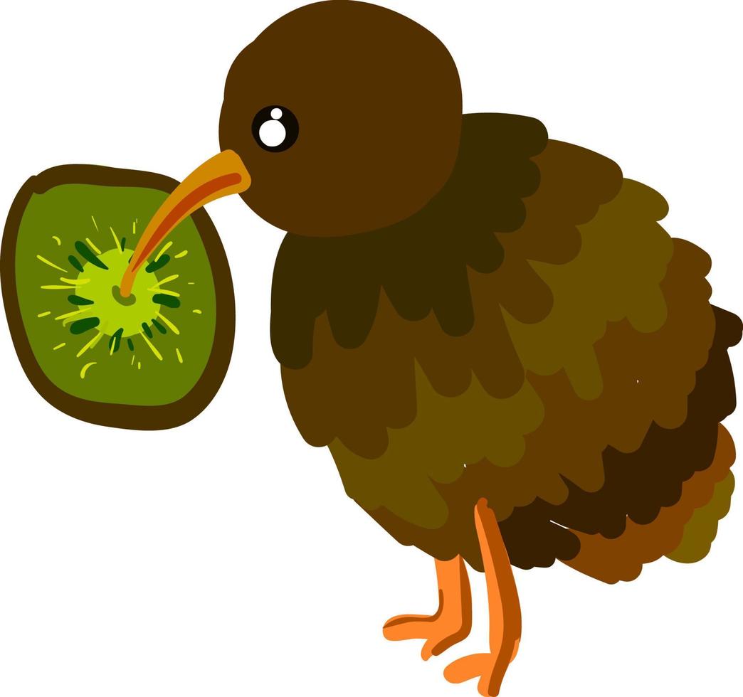 A kiwi bird and a kiwi fruit, vector or color illustration.