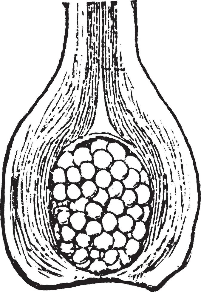 Isoetes vintage illustration. vector