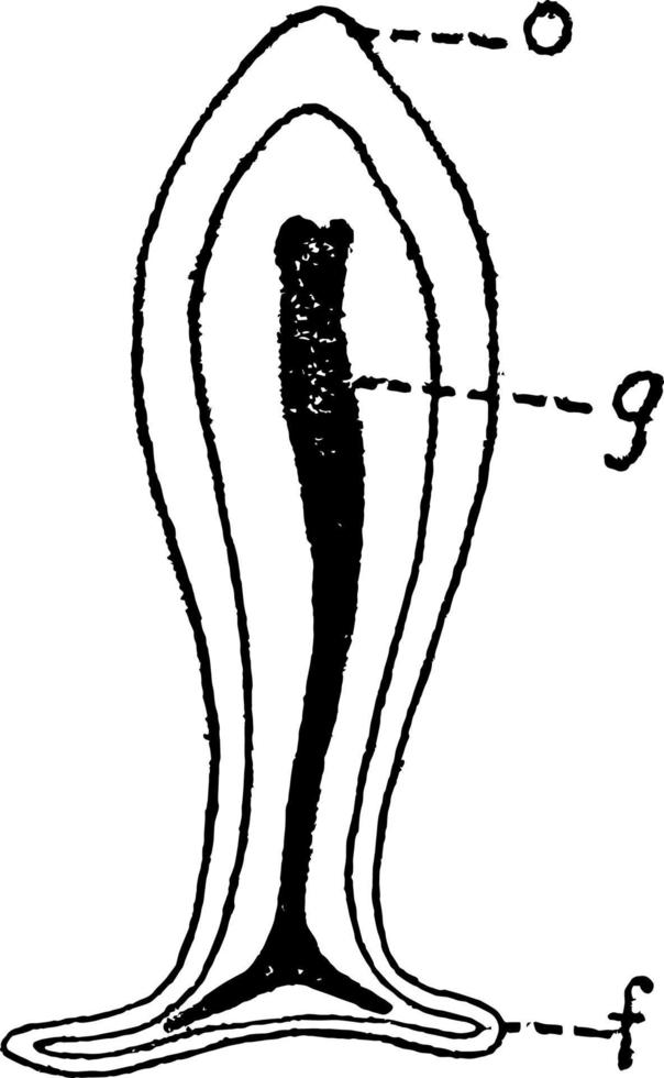Mature Hydroid Planula, vintage illustration. vector