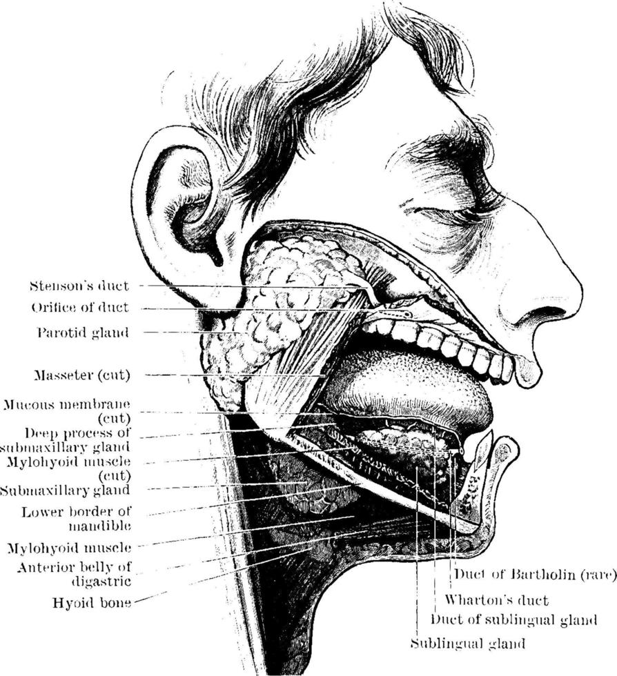 Salivary glands, vintage illustration. vector