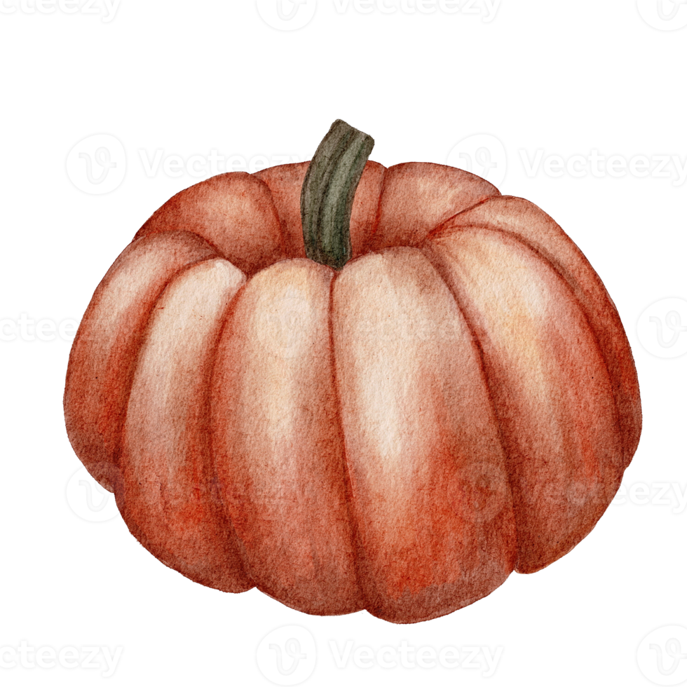 acquerello illustrazione Marrone zucca png