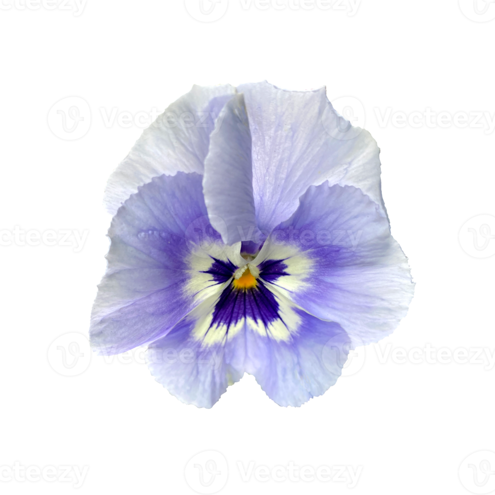 Free flor violeta blanca clara, pensamientos, primer plano, foto 13859454  PNG with Transparent Background