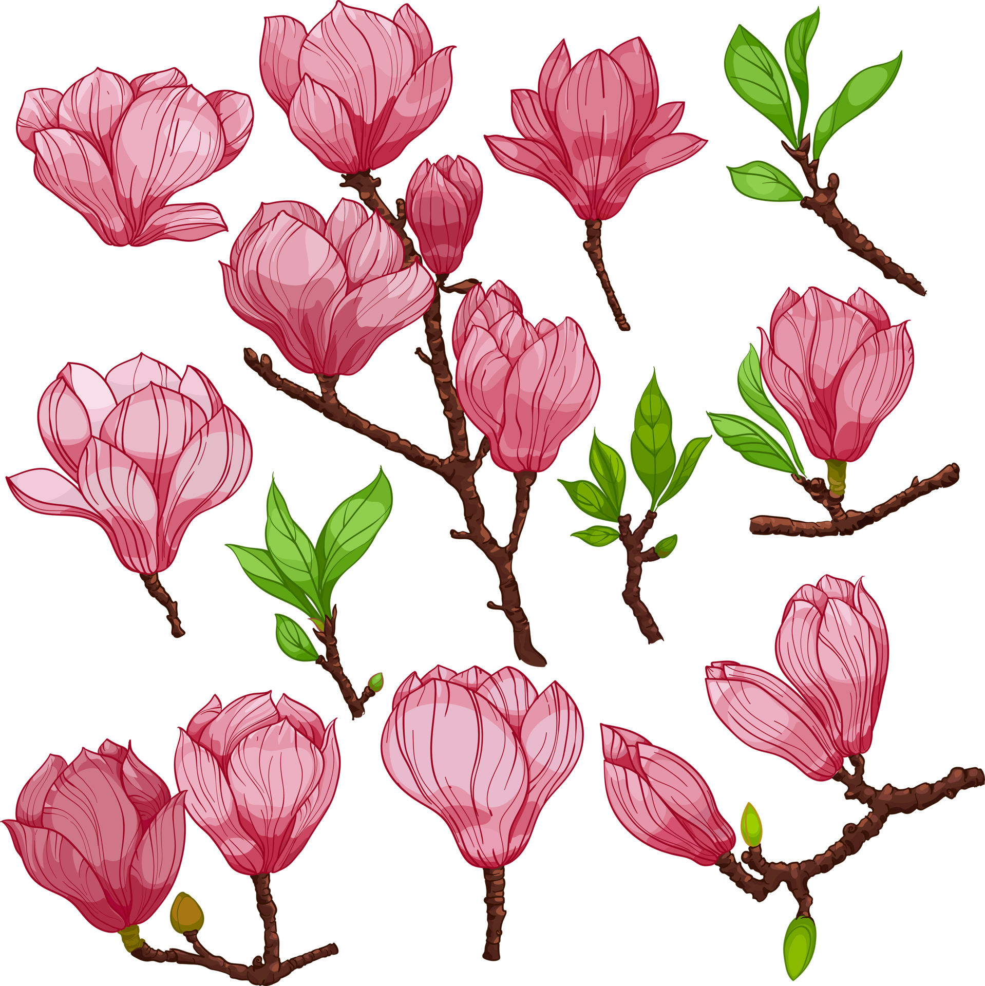 Free magnolia flowers and buds, pink flowers and buds, set of elements