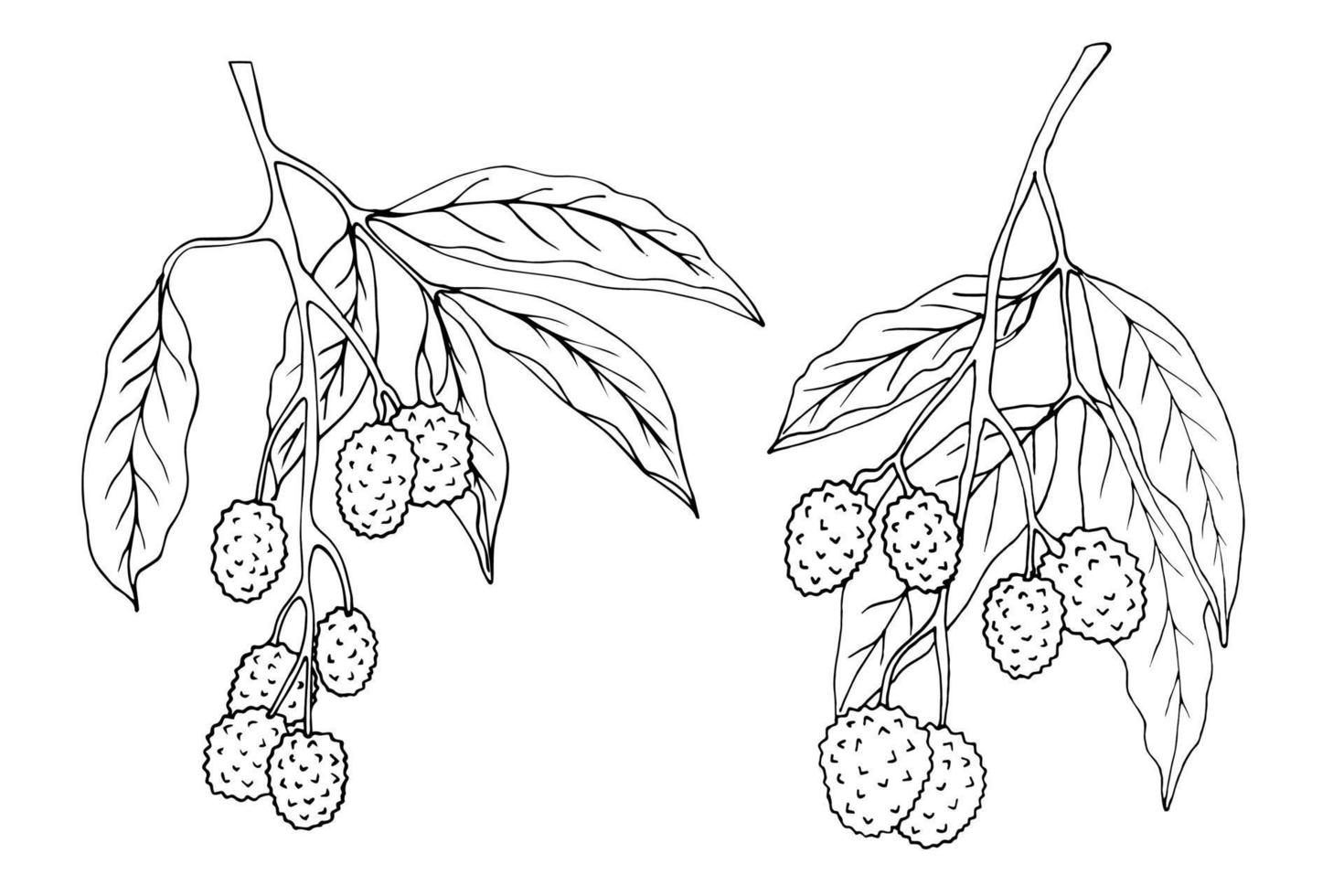 Litchi branches are black and white isolated on a white background. Outline illustration in sketch style. vector