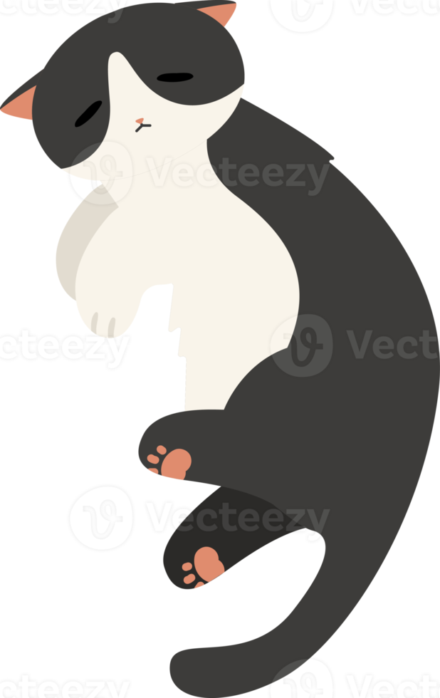 Cute Veterinarian Cat png