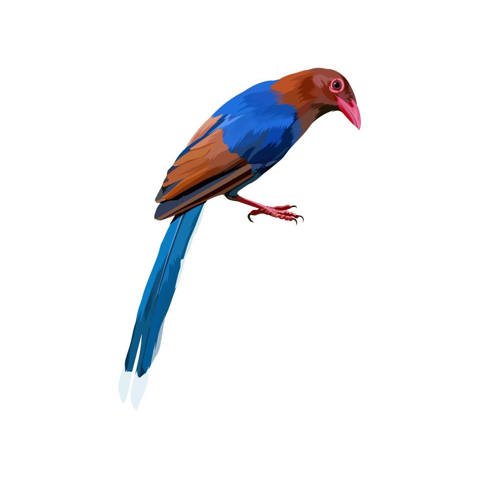 ilustración de vector de pájaro de urraca de ceilán