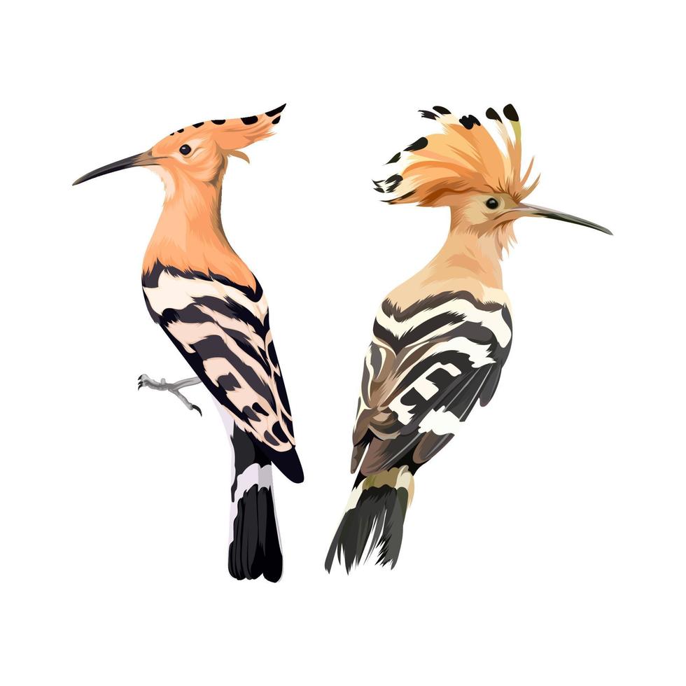 Hoopoe Eurasia bird vector illustration