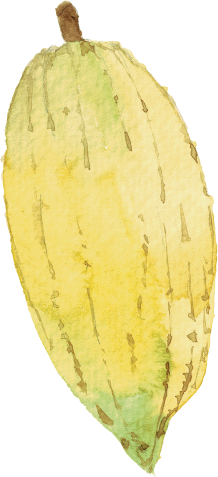 cutout cacao fruit simplicity watercolor painting. png