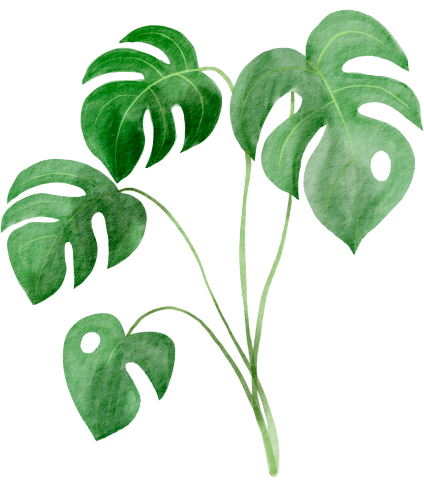 cutout monstera leaf watercolor simplicity painting. png