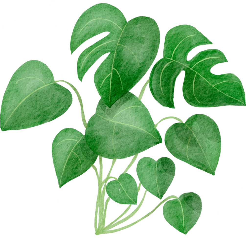 cutout monstera leaf watercolor simplicity painting. png