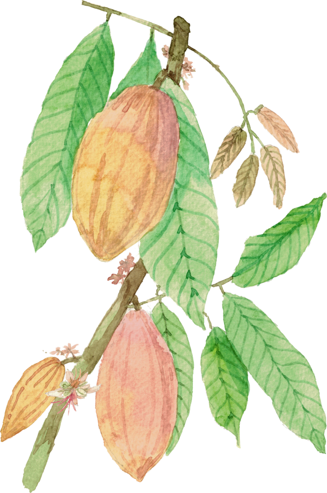 cutout cacao fruit simplicity watercolor painting. png