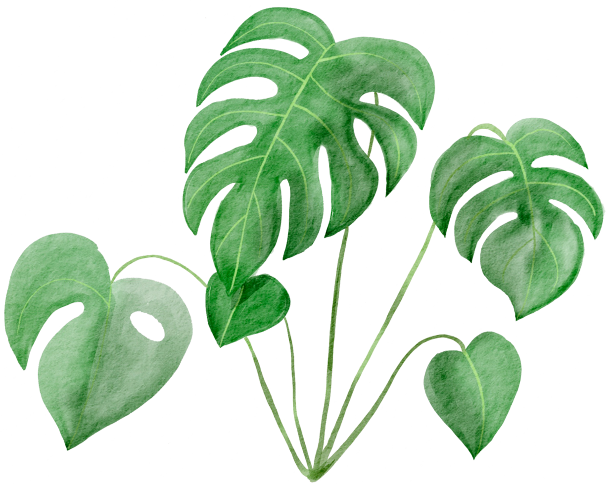 cutout monstera leaf watercolor simplicity painting. png