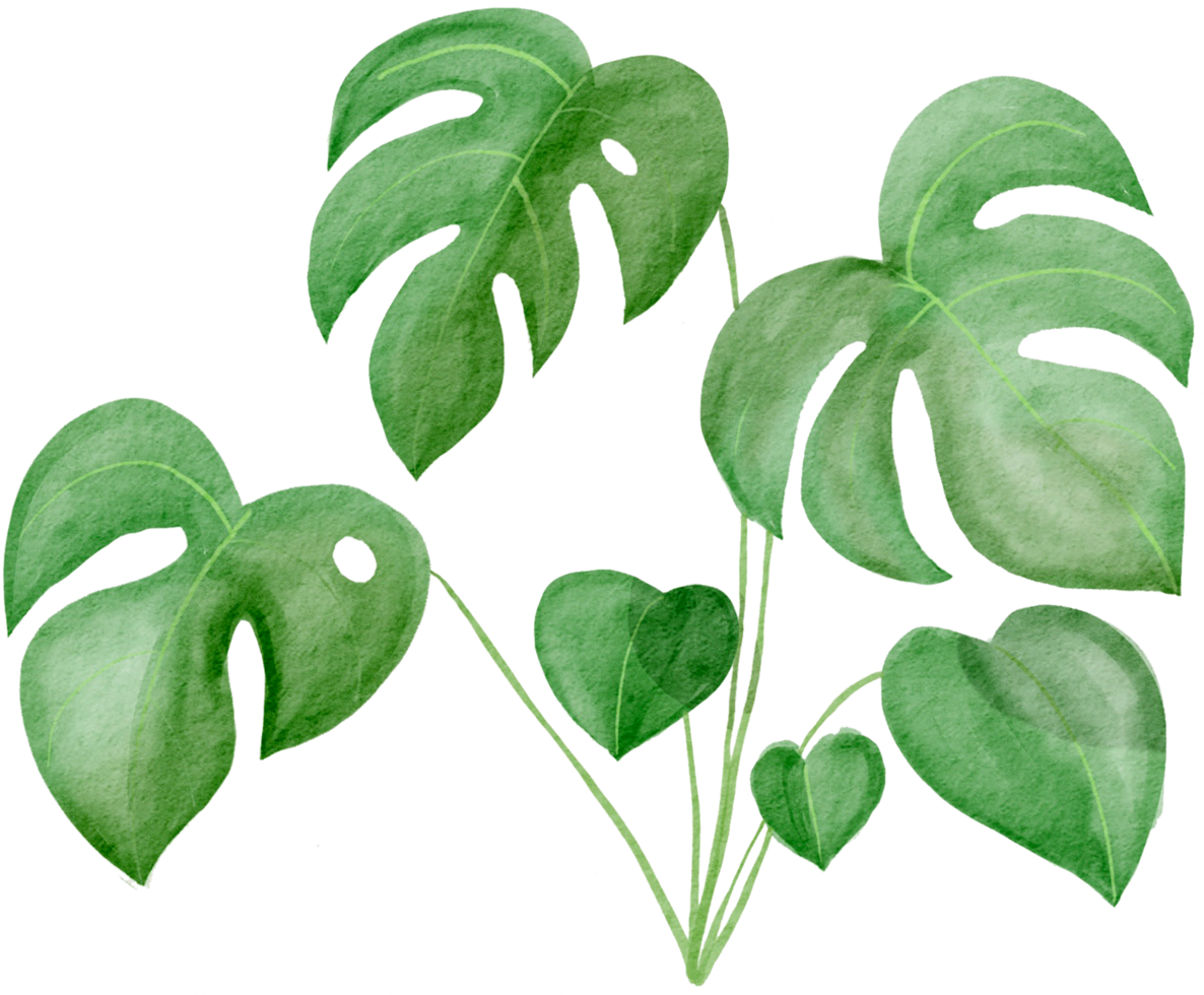 pintura de simplicidad de acuarela de hoja de monstera recortada. png