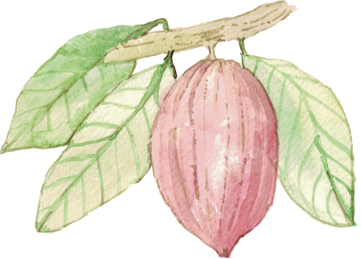cutout cacao fruit simplicity watercolor painting. png