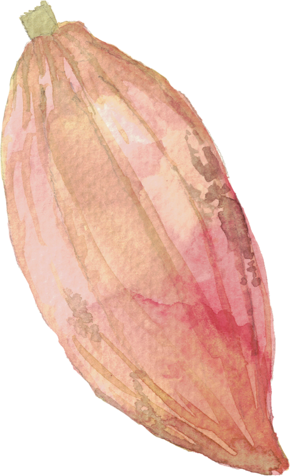 cutout cacao fruit simplicity watercolor painting. png