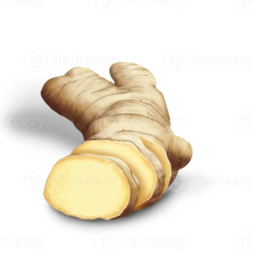 ginger on transparent background png