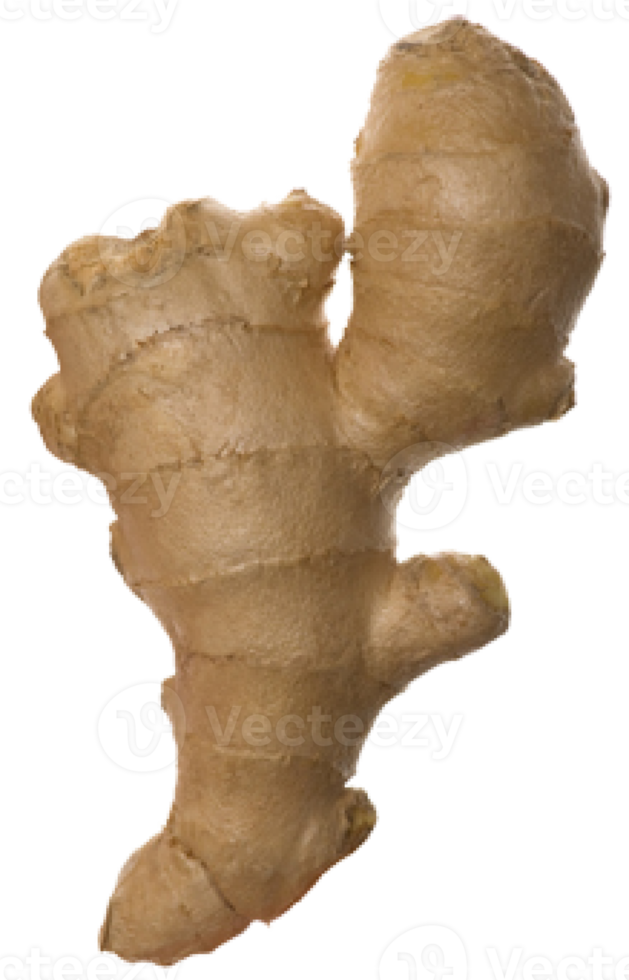 ginger on transparent background png