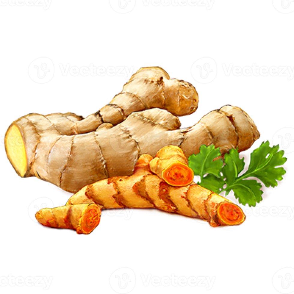 ginger on transparent background png